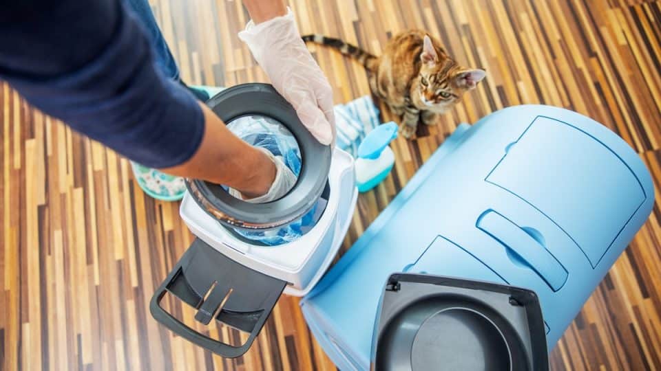 Person changing out cat litter while cat watches