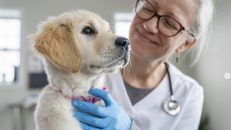 A young Golden Retriever puppy sits on a female Veterinarian's lap as she works through a routine check-up