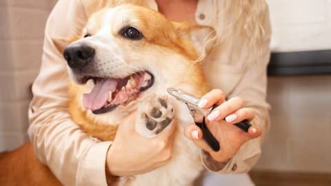 Woman trims Corgi's nails