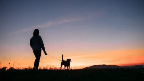 Walking dog in park at sunset