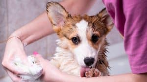 Girl bathes a small Pembroke Welsh Corgi puppy in the shower