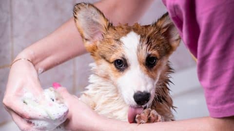 Girl bathes a small Pembroke Welsh Corgi puppy in the shower