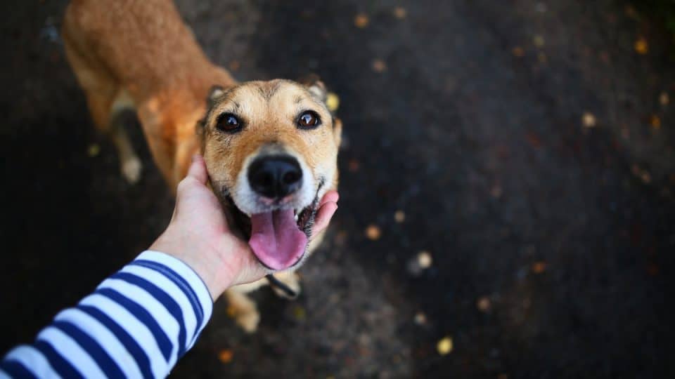 Person pets happy dog looking up at camera