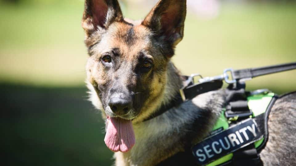 A security dog on a lead and looking at the camera