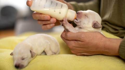 Woman feeding ten days old labrador puppy from bottle.
