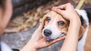 Person patting anxious Beagle with comfort
