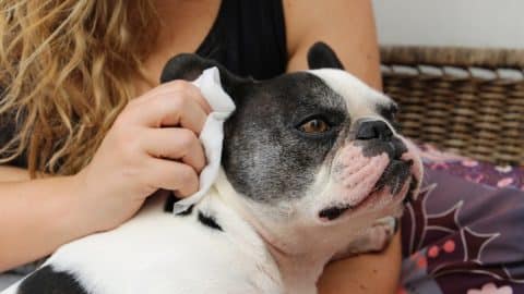 Woman's hand cleaning her French bulldog puppy's ear