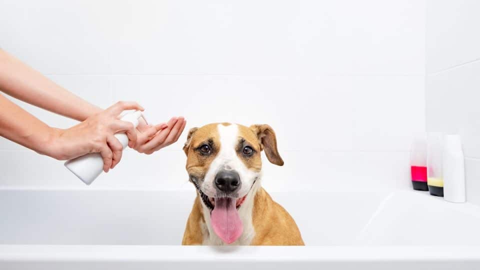 Staffordshire terrier sits in a white bathtub
