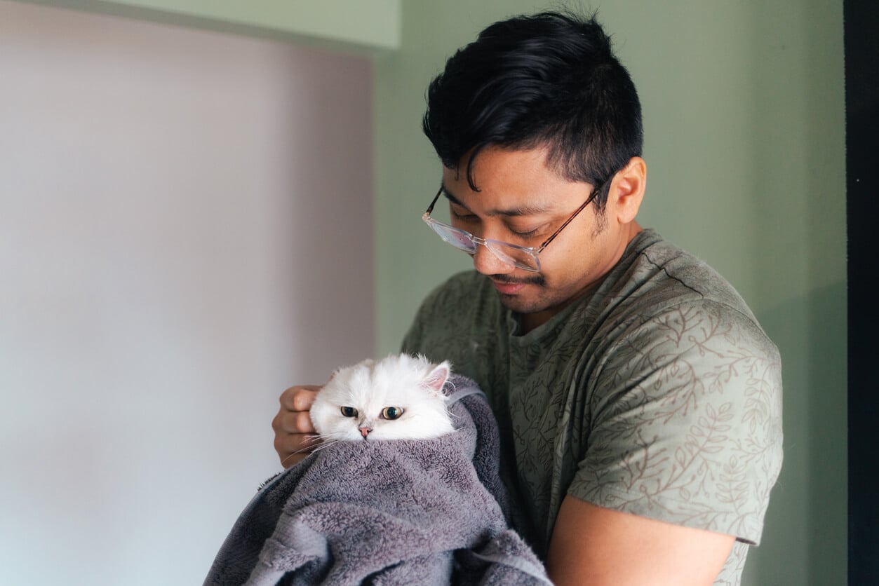 Wound Care for Cats Cleaning, Healing Tips & More