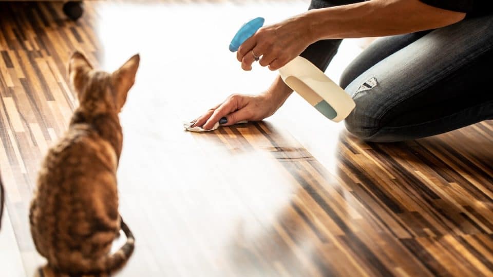 Kitten watching person clean floor