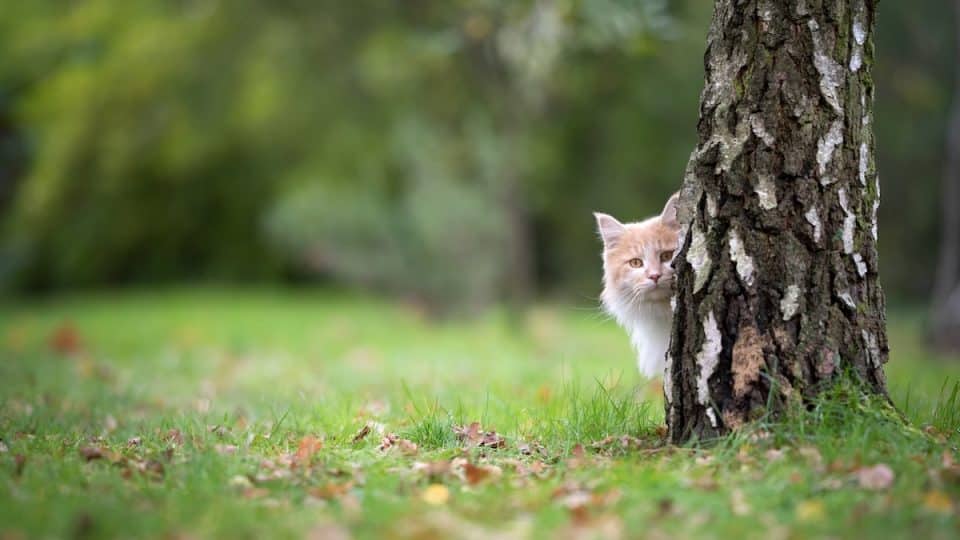 Cat peering out from behind tree