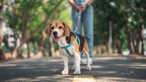 Person walking Beagle in sunny park