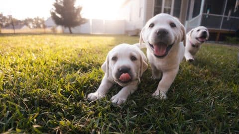 Young labrador puppies play on lawn