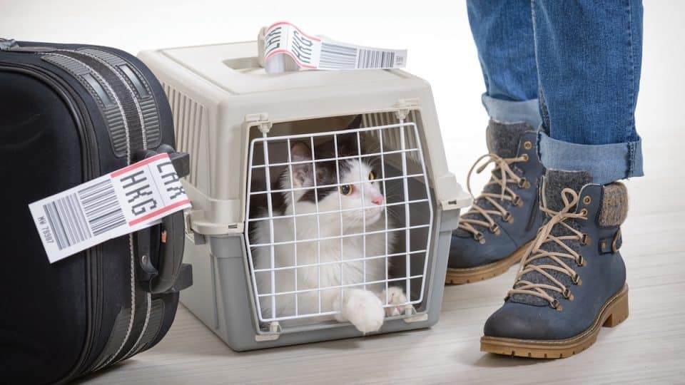 Cat in a pet carrier waiting at the airport next to a suitcase