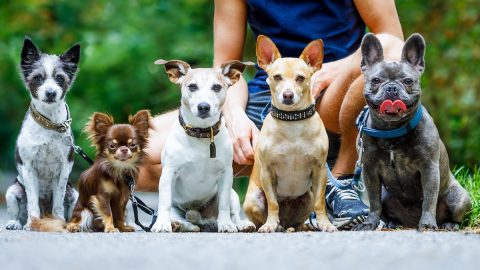 group of dogs with owner and leash ready to go for a walk outdoors