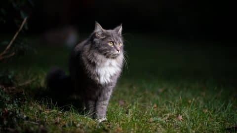 Fluffy gray cat outside in the dark