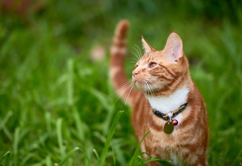 Orange cat wearing ID collar outside in grass