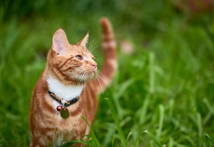 Orange cat wearing ID collar outside in grass