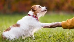 Dog giving paw to person holding out hand in grassy field