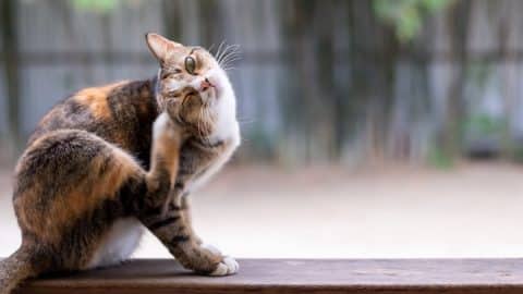 A cat perched in the window scratches ear with hind leg