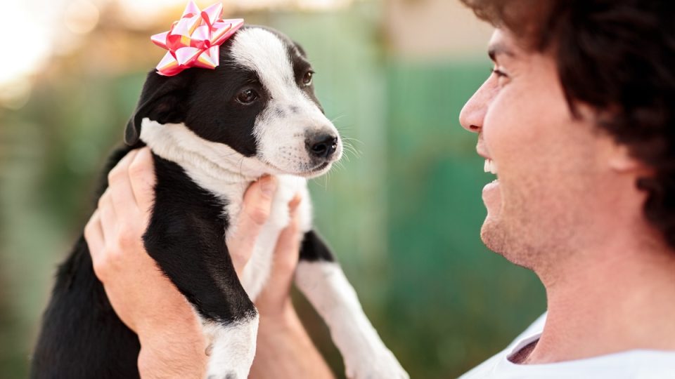 Cheerful male smiling and lifting cute puppy with bow