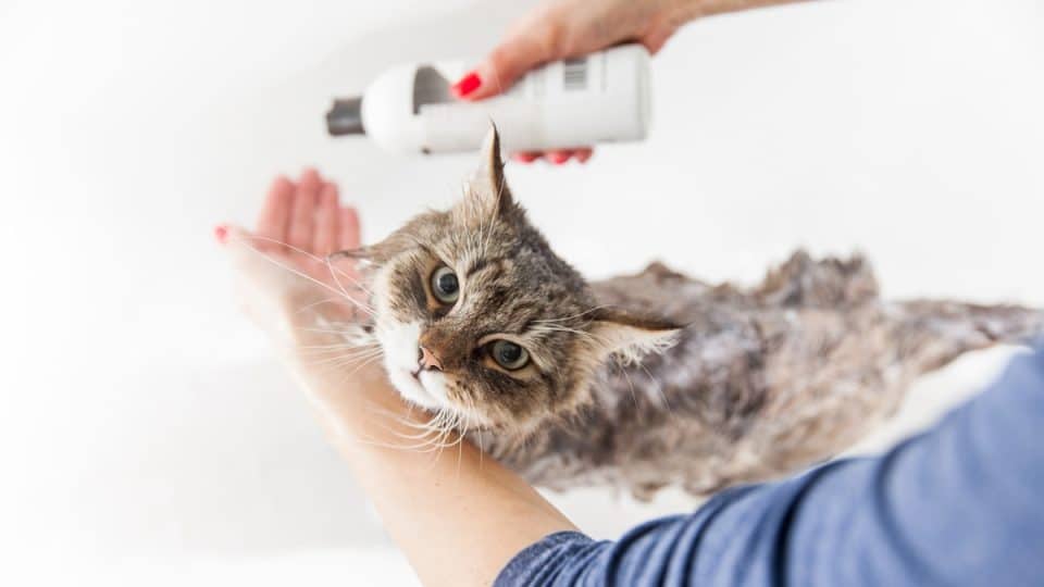 Adult Woman Washing Siberian Cat in Bathtub