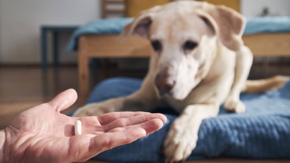 Hand extends pill to dog, who looks skeptical
