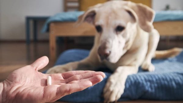 Giving a senior dog a pill