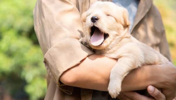 Person holding young puppy safely against body in grassy field