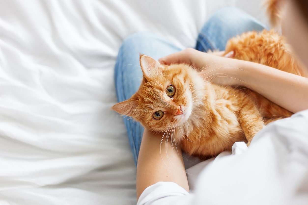5 Steps to Hold a Cat Safely & Wrong Ways to Hold a Cat