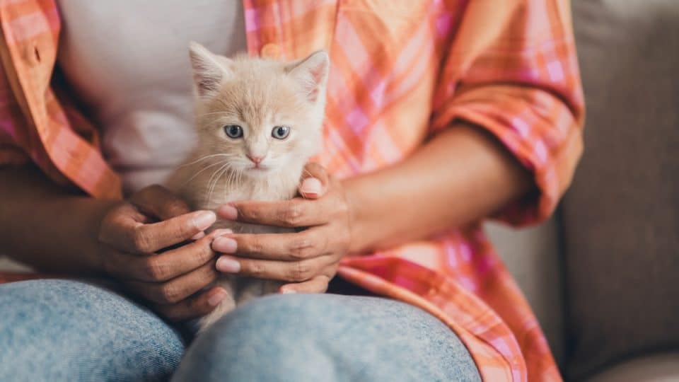 Woman wearing plaid shirt holding kitten safely on lap