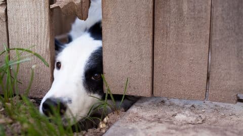 Border Collie looking out under a fence