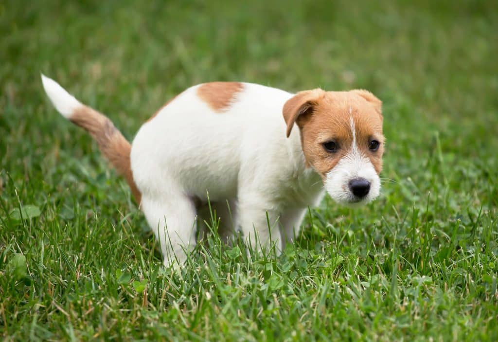 Brown and white dog pooping in grass