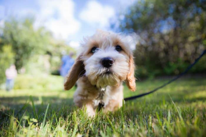 Small dog on leash running through grass