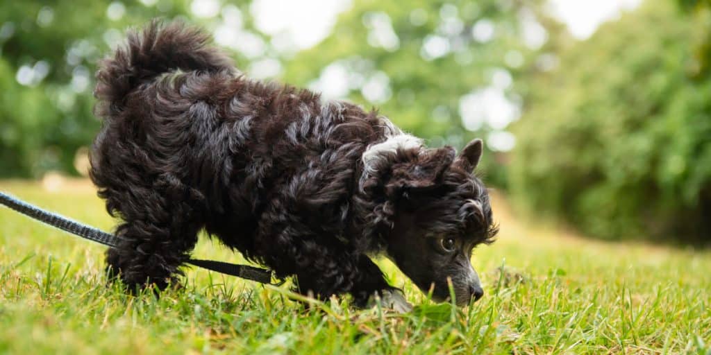 Dog on leash sniffing grass