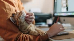Woman stroking a ginger cat while sitting on her desk with a computer