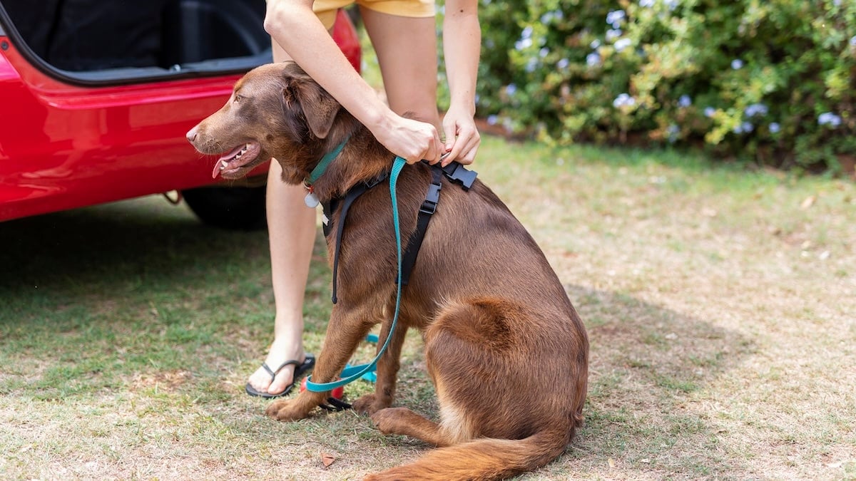 How To Put A Dog Harness On