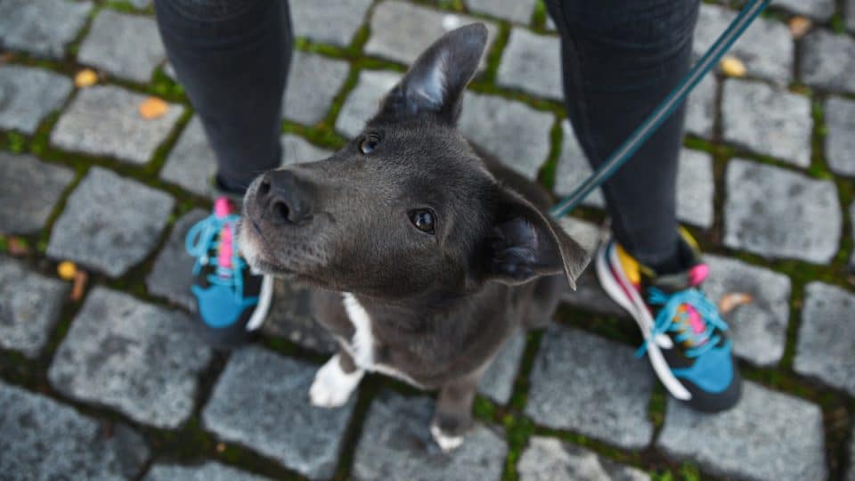 A gray dog with white breasts sits between the legs of a person and looks up