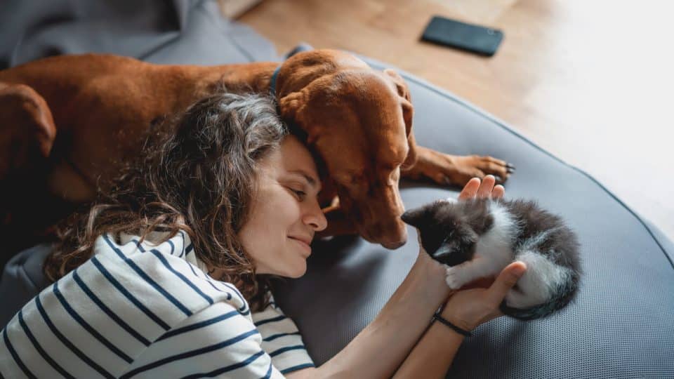 Person lying on rug cuddles kitten and dog together