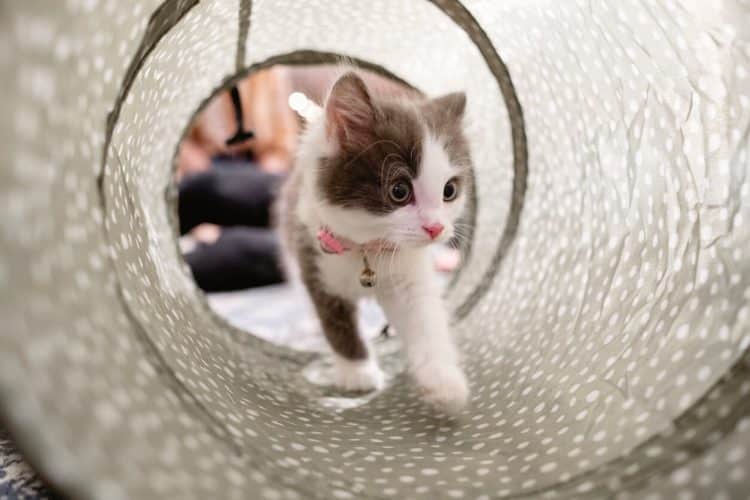 Young kitten playing in cat tube