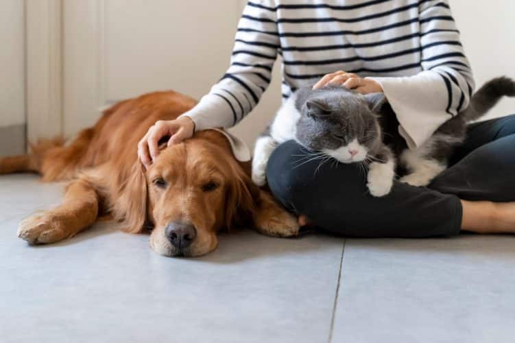 Persona acaricia a su perro mientras el gato duerme en su regazo