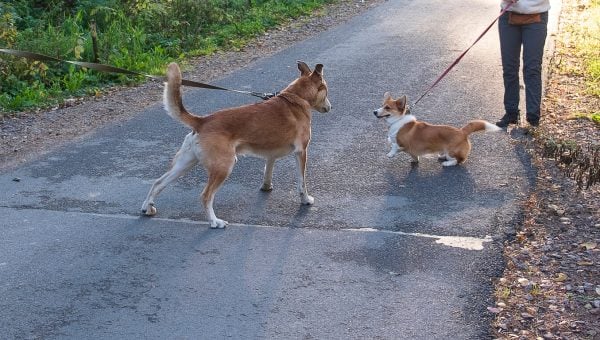Two dogs on leashes approaching each other