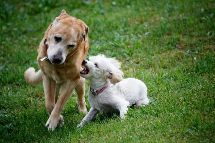 Two dogs fighting in grass