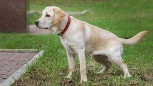 Lab puppy squats to pee in grassy yard