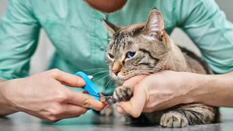 Close up of woman cutting cat's nails