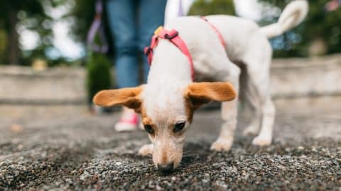 Jack Russell Terrier puppy sniffs pavement with flopping ears on walk