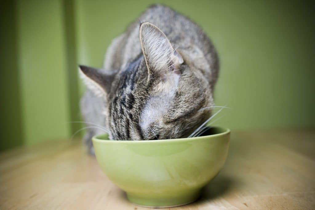 A hungry cat eating out of a green bowl