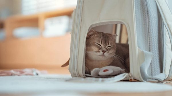 Cat sleeping in carrier with toy