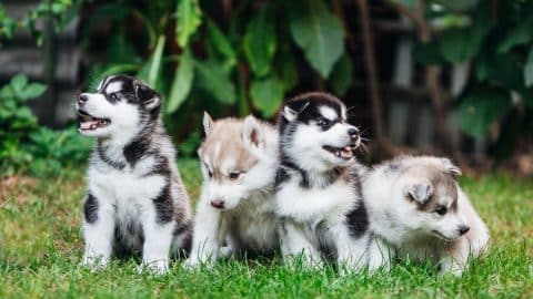 Husky puppies sitting in grass