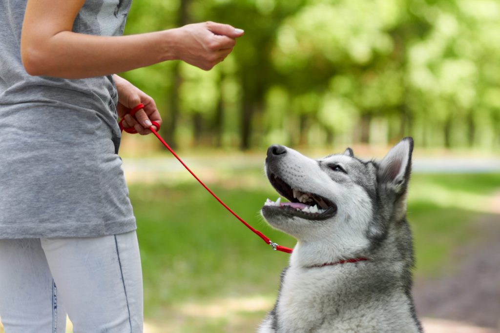 Cropped shot of a husky being trained by his owner in the park